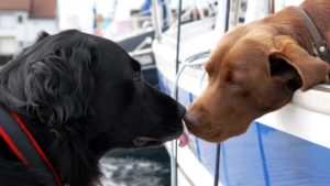 Bildet viser hund i båt