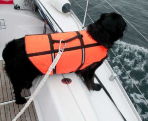 Bildet viser sikkerhetsline på hund i båt