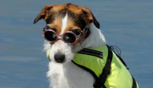 Bildet viser solbriller til hund i båt