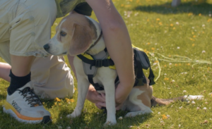Hunden Frøya fra hund i båt episoden lærer å ha på redningsvest