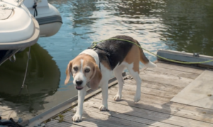 Hunden Frøya fra hund i båt episoden lærer å bli trygg på flytebrygge
